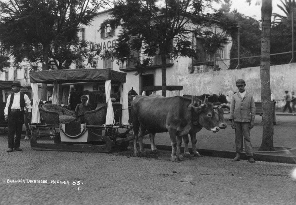 Detail of Bullock carriage, Madeira, Portugal by Anonymous
