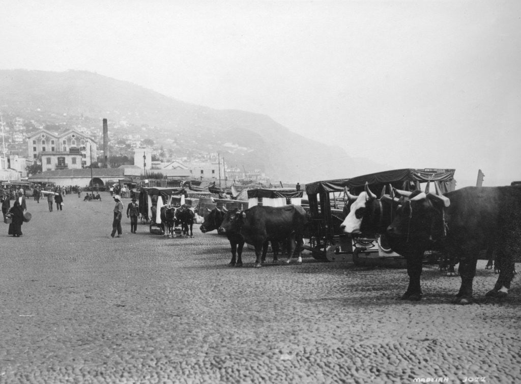 Detail of Bullock carriages, Madeira, Portugal by Anonymous