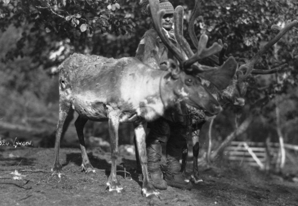 Detail of Local man with a reindeer, Lyngen, northern Norway by Anonymous