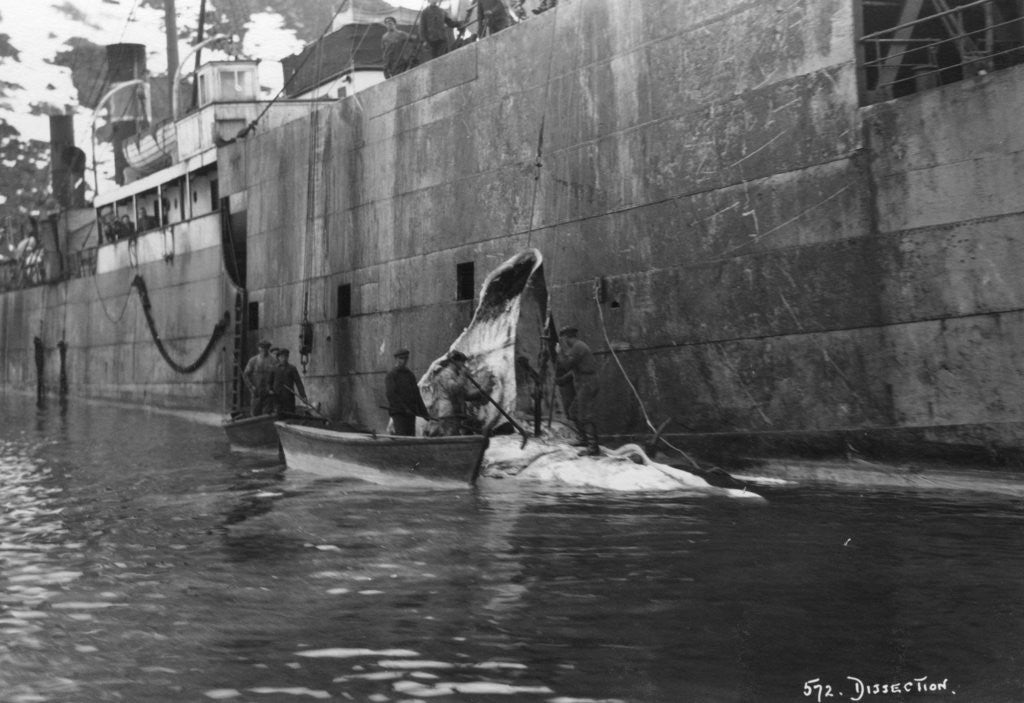 Detail of Whaling, Magdalene Bay, Spitzbergen, Norway by Anonymous