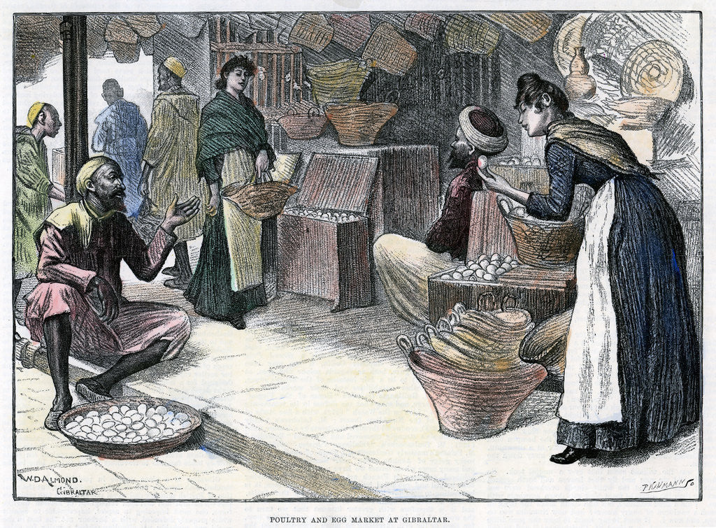 Detail of Poultry and egg market in Gibraltar by P Naumann