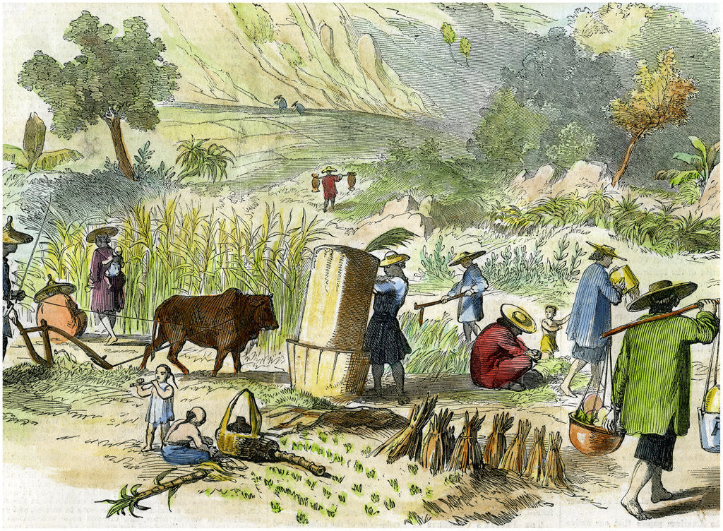 Detail of Chinese harvest, Hong Kong by Anonymous