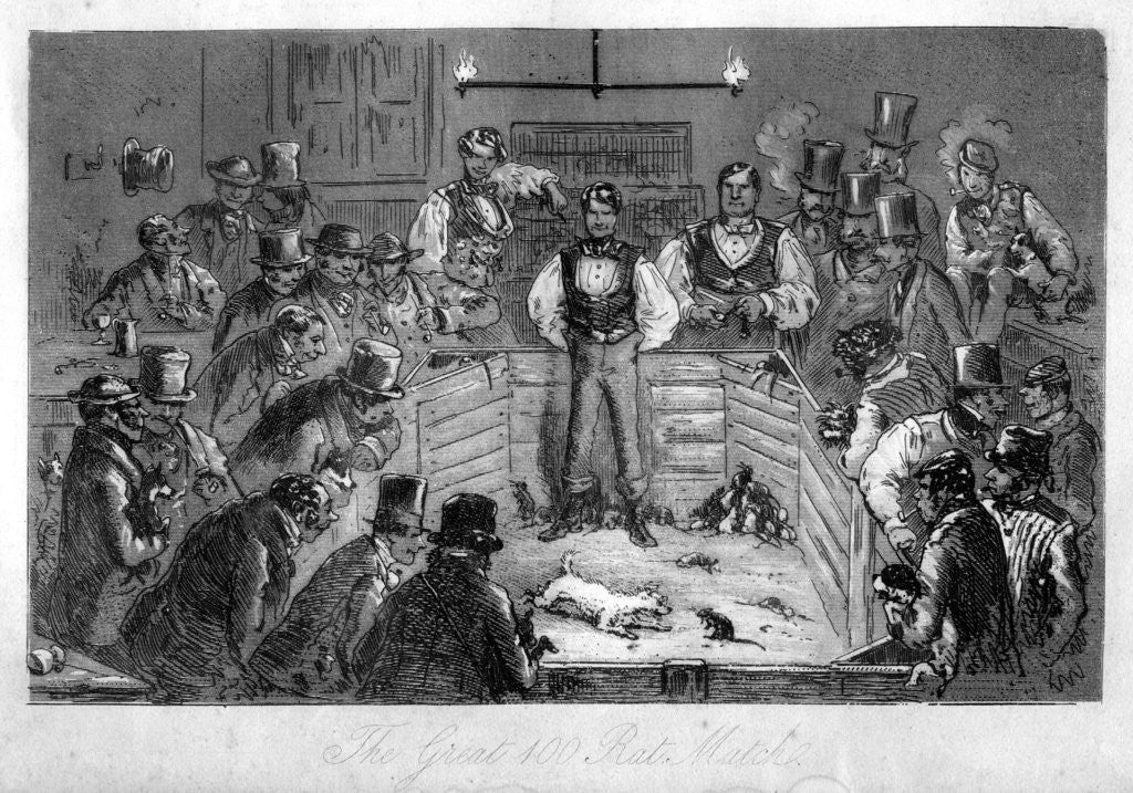 Detail of The Great 100 Rat Match by Anonymous