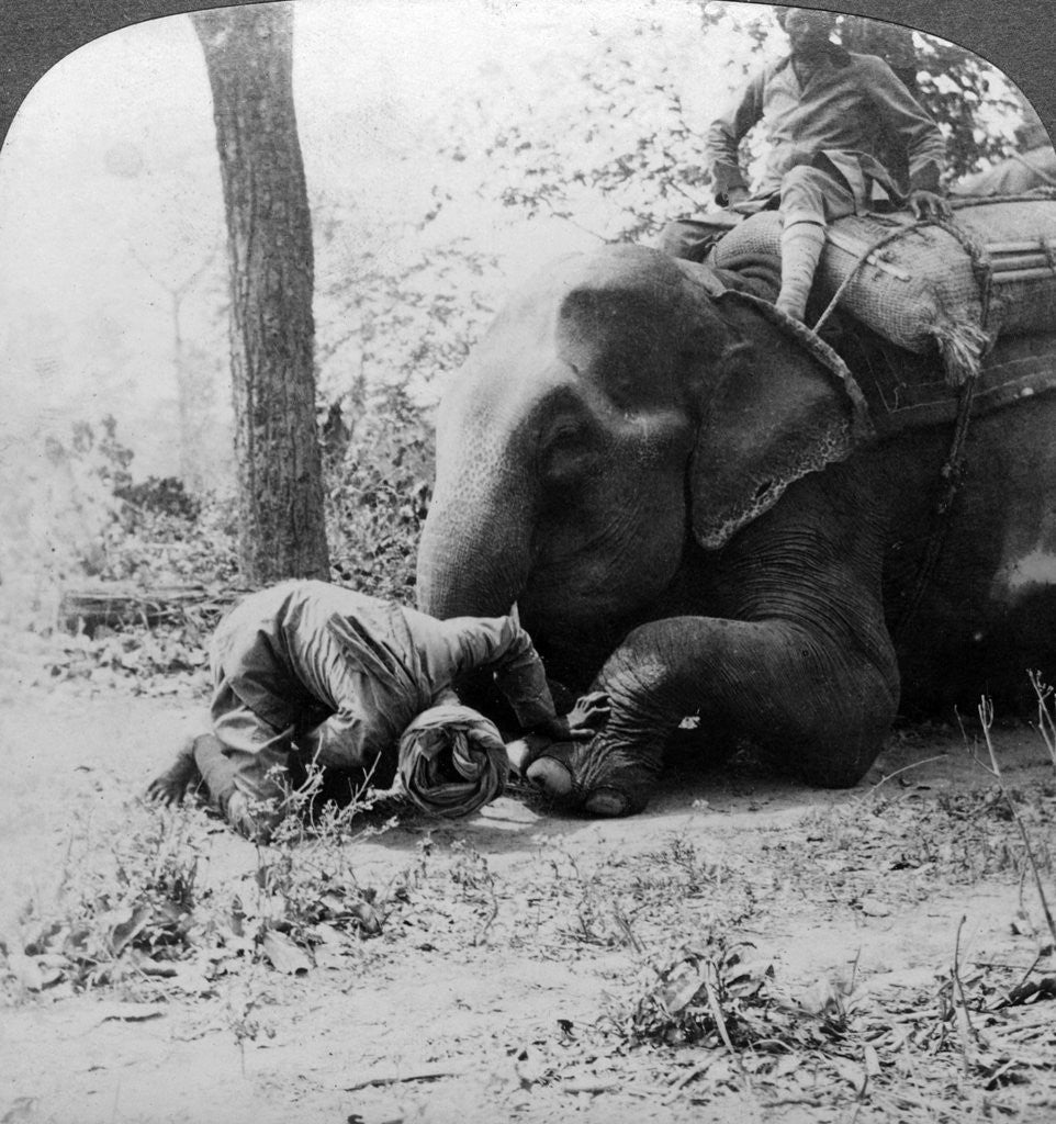 Detail of Mahout removing a thorn from an elephant's foot, Behar tiger shoot, India by Underwood & Underwood