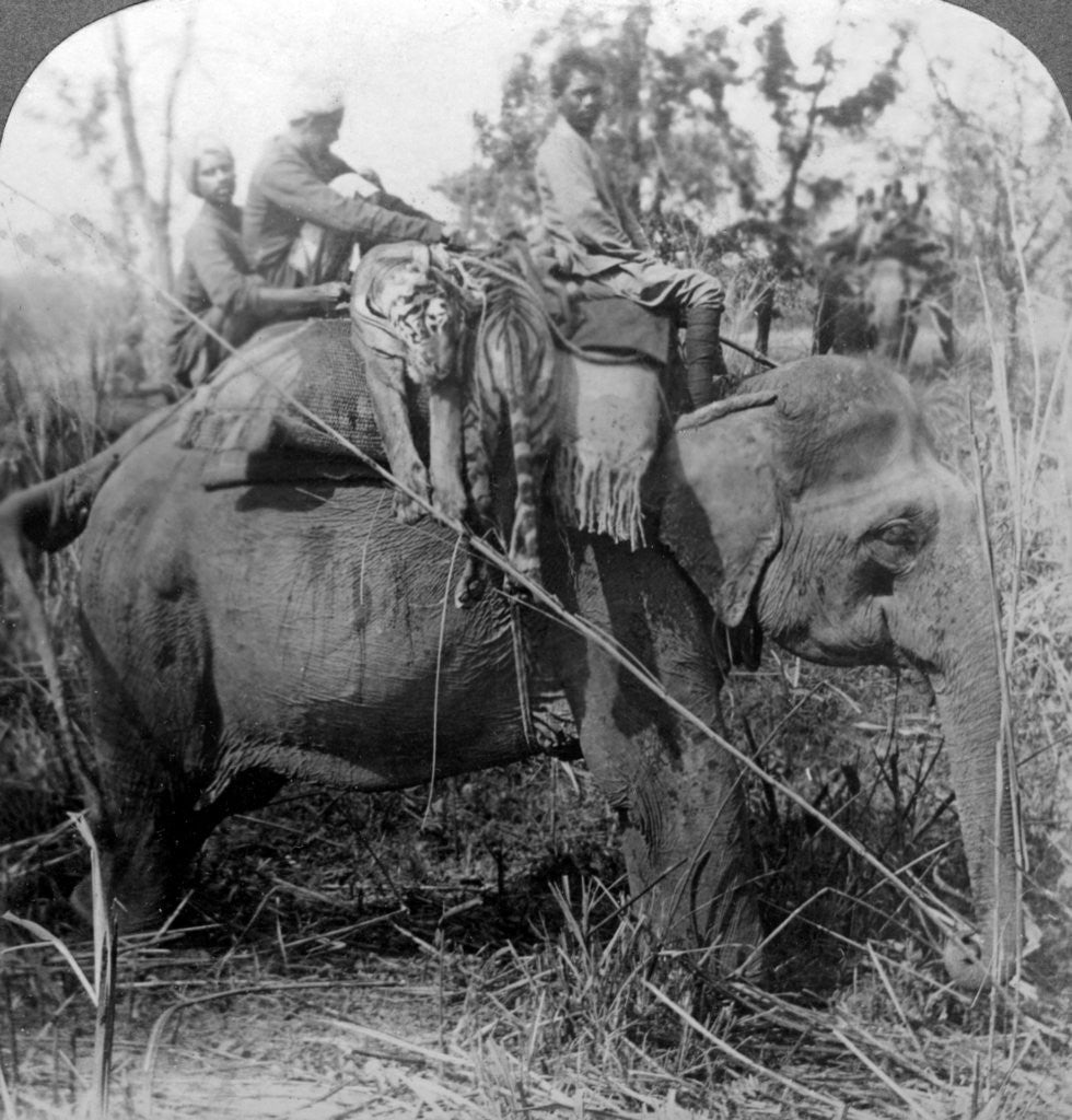 Detail of Carrying dead tigers back to camp, Behar ungle, India by Underwood & Underwood