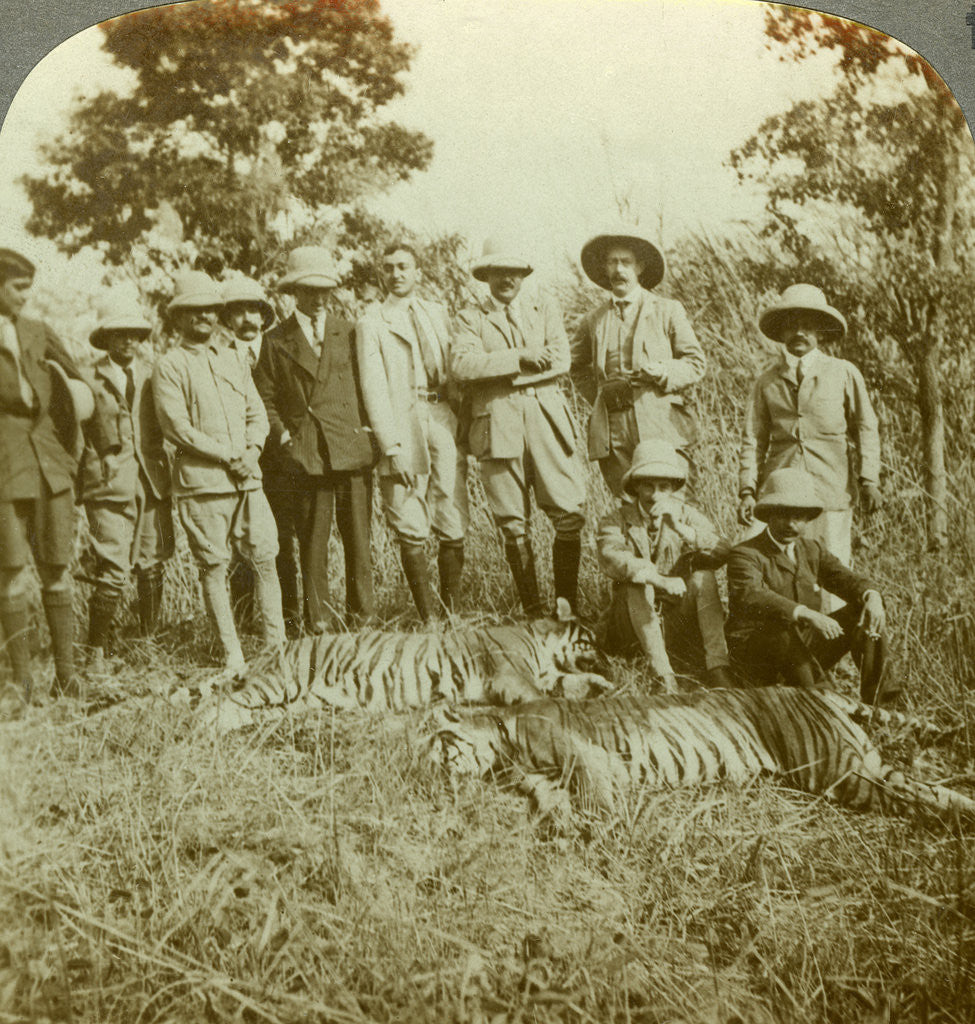 Detail of Tiger hunting, Cooch Behar, West Bengal, India by Underwood & Underwood