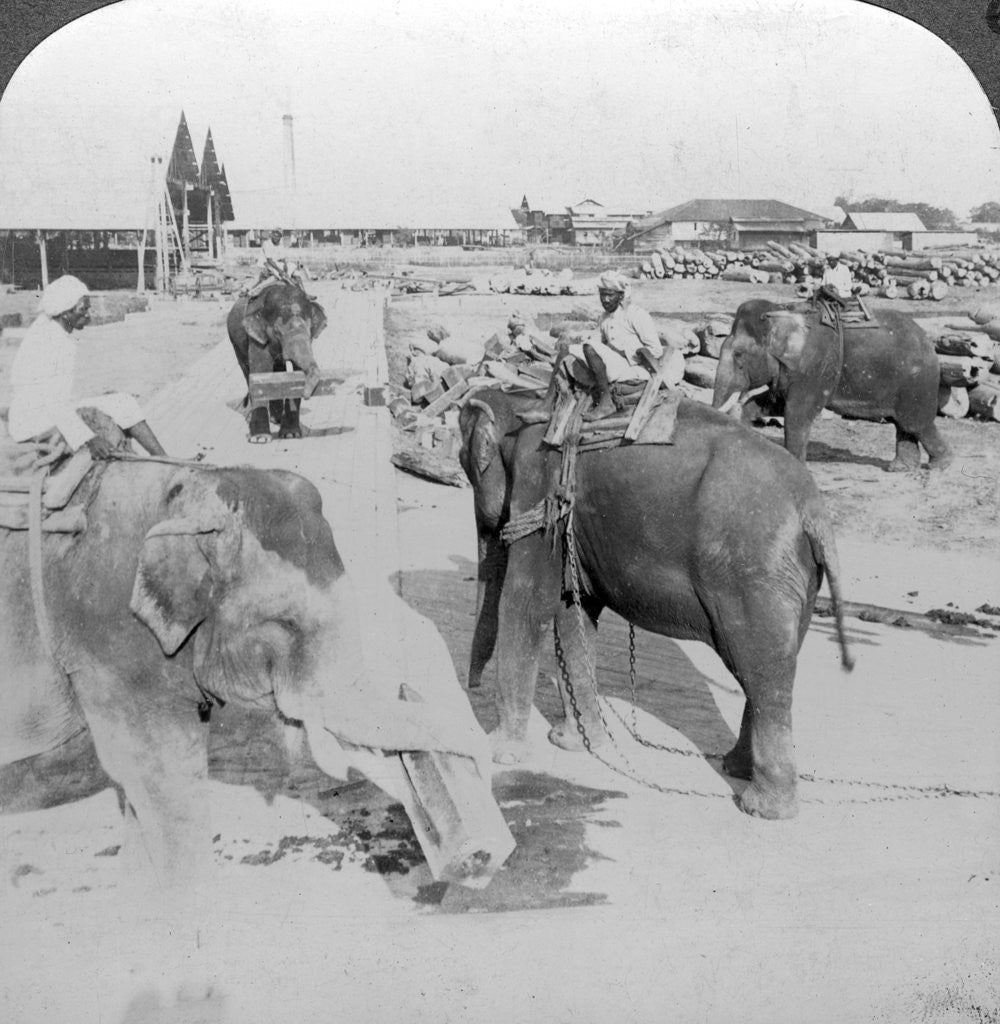 Detail of Elephants working in a timber yard, India by Underwood & Underwood