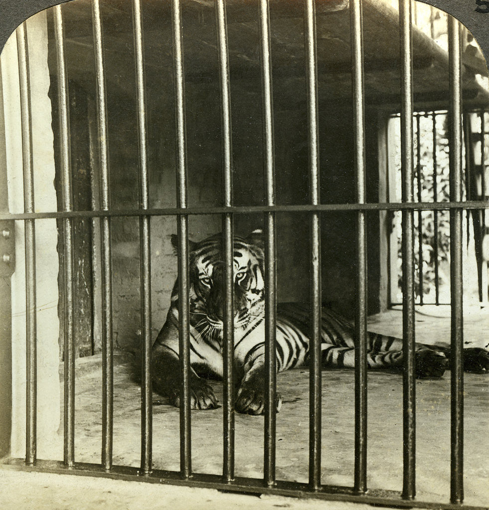 Detail of Captured man-eating tiger blamed for 200 deaths, Calcutta, India by Underwood & Underwood