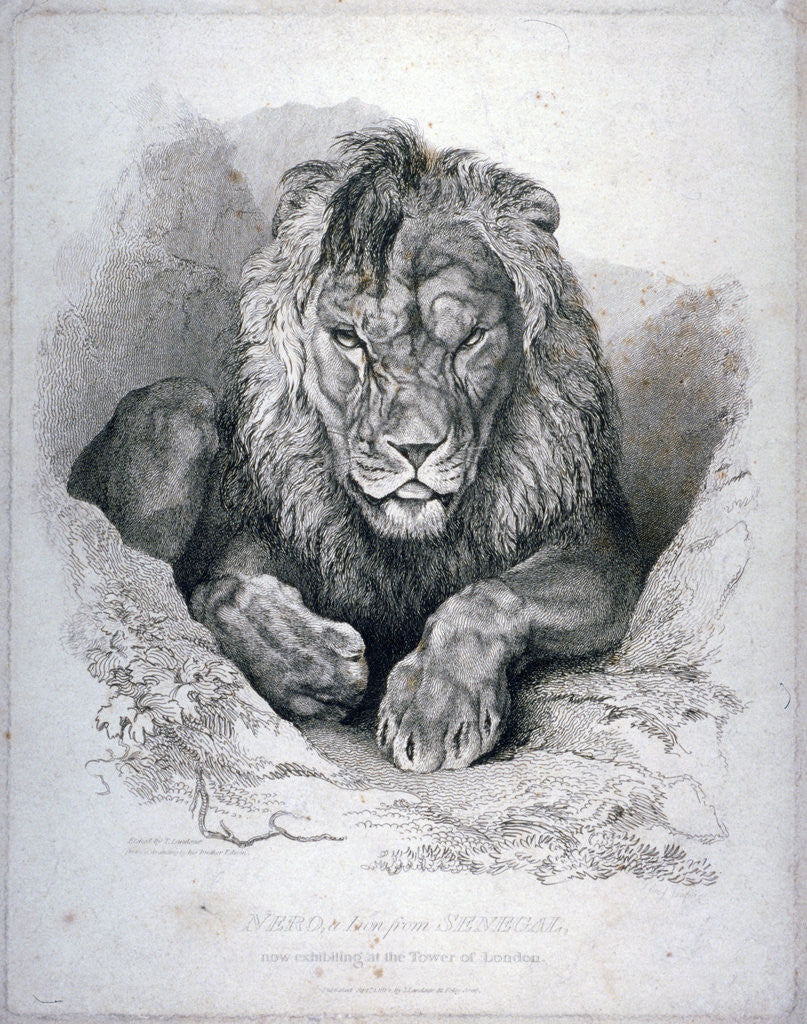Detail of Nero, a lion from Senegal, now exhibiting in the Tower of London by Edwin Henry Landseer