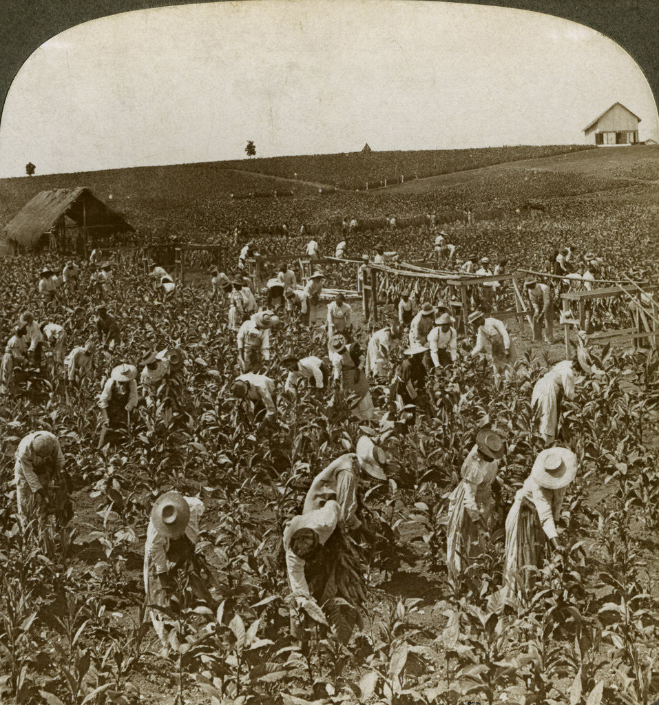 Detail of Tobacco field, Montpeller, Jamaica by Underwood & Underwood