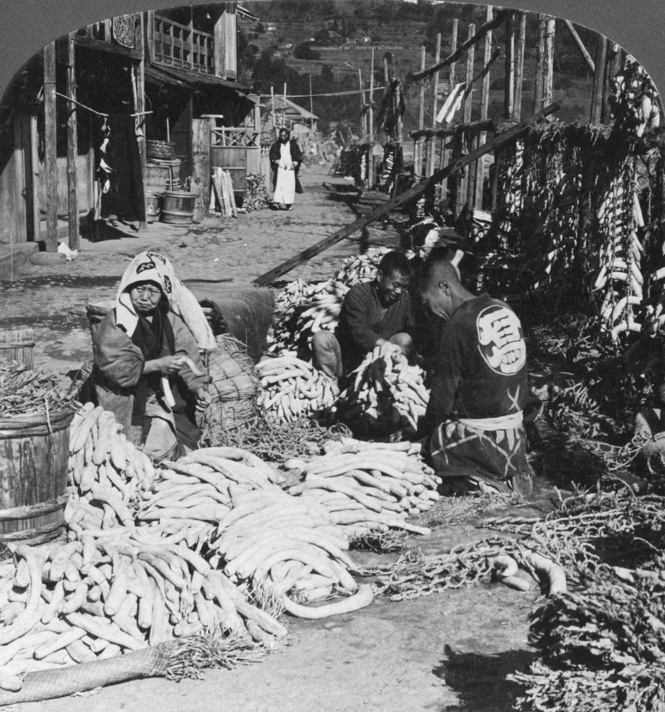 Detail of Sorting and packing daikon (Japanese radishes) on the waterfront, Atami, Japan by HC White