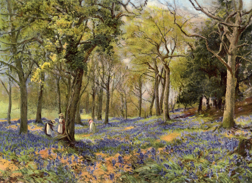 Detail of Wild Hyacinths in a Surrey Copse by Anonymous