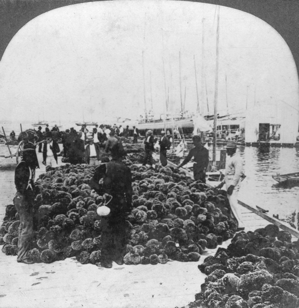 Detail of Sponge market, Key West harbour, Florida by Keystone View Company