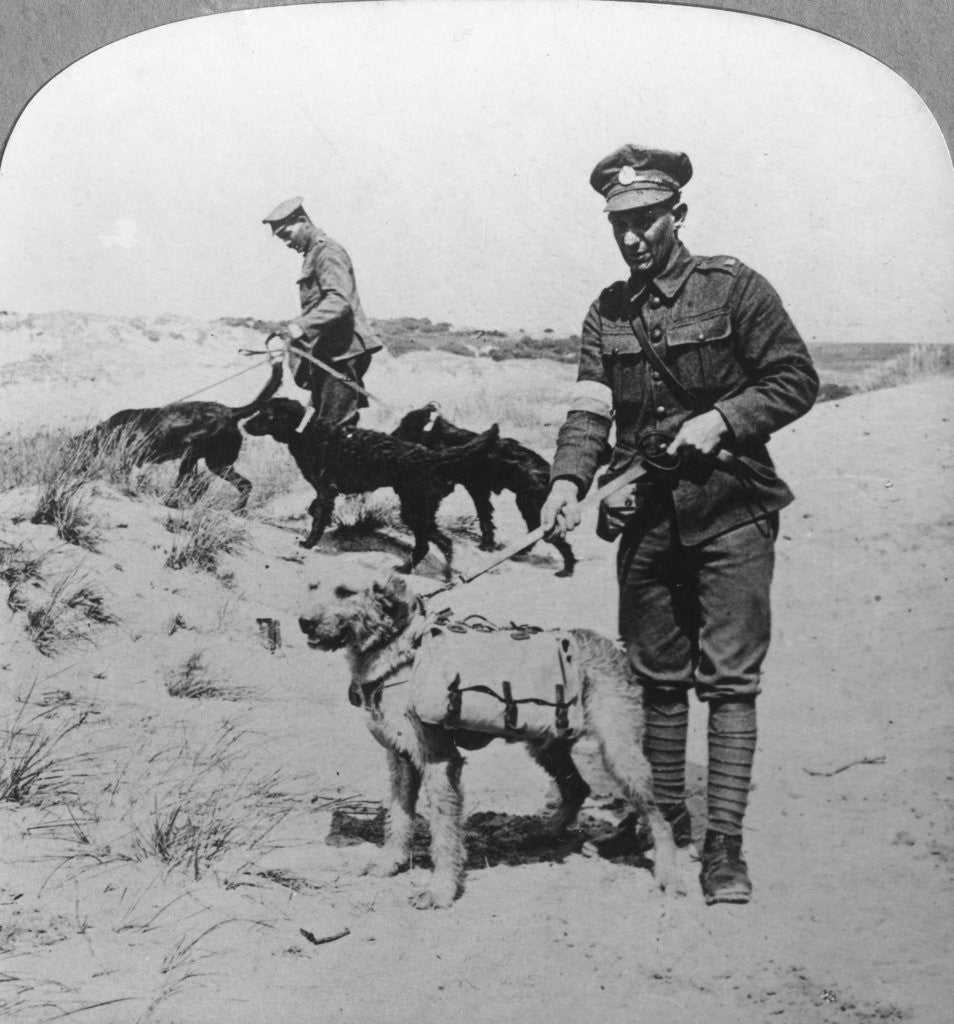 Detail of First aid dogs, World War I by Realistic Travels Publishers