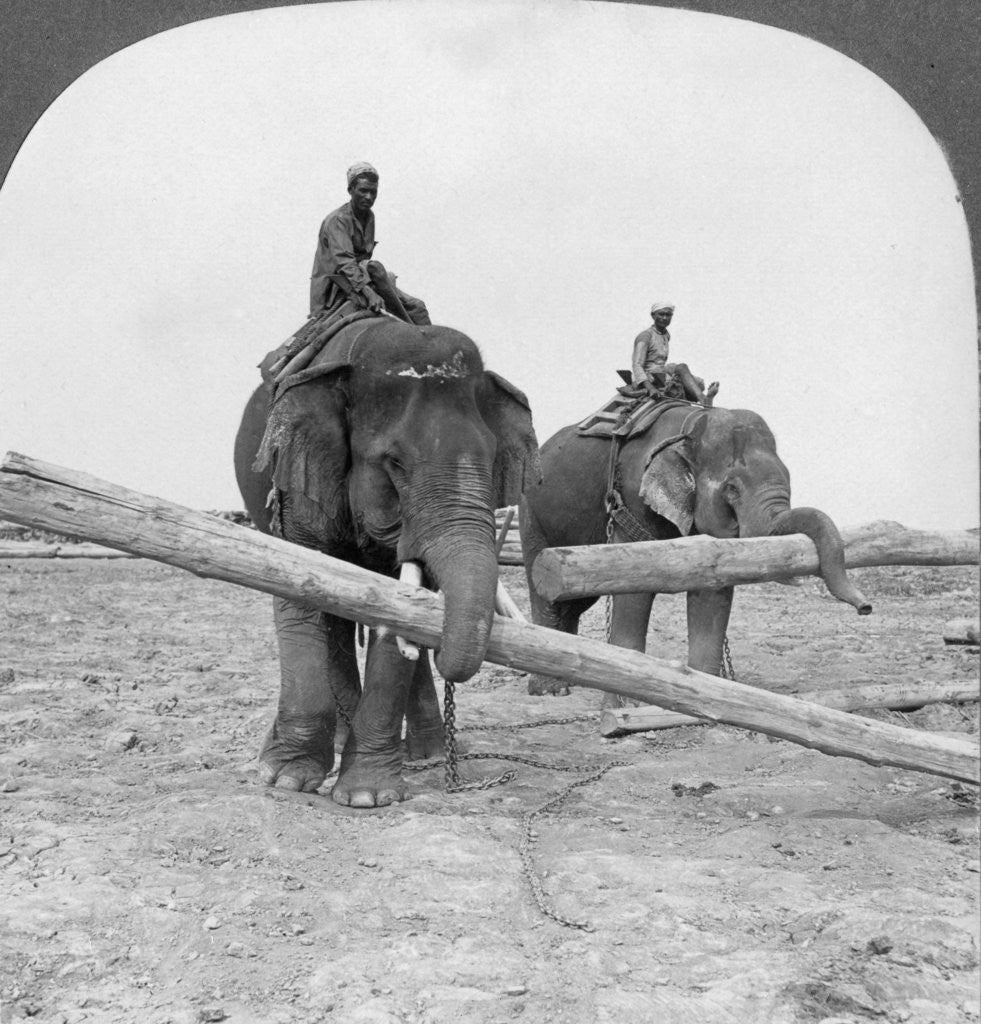 Detail of Elephants working in a lumber yard, Rangoon, Burma by Stereo Travel Co