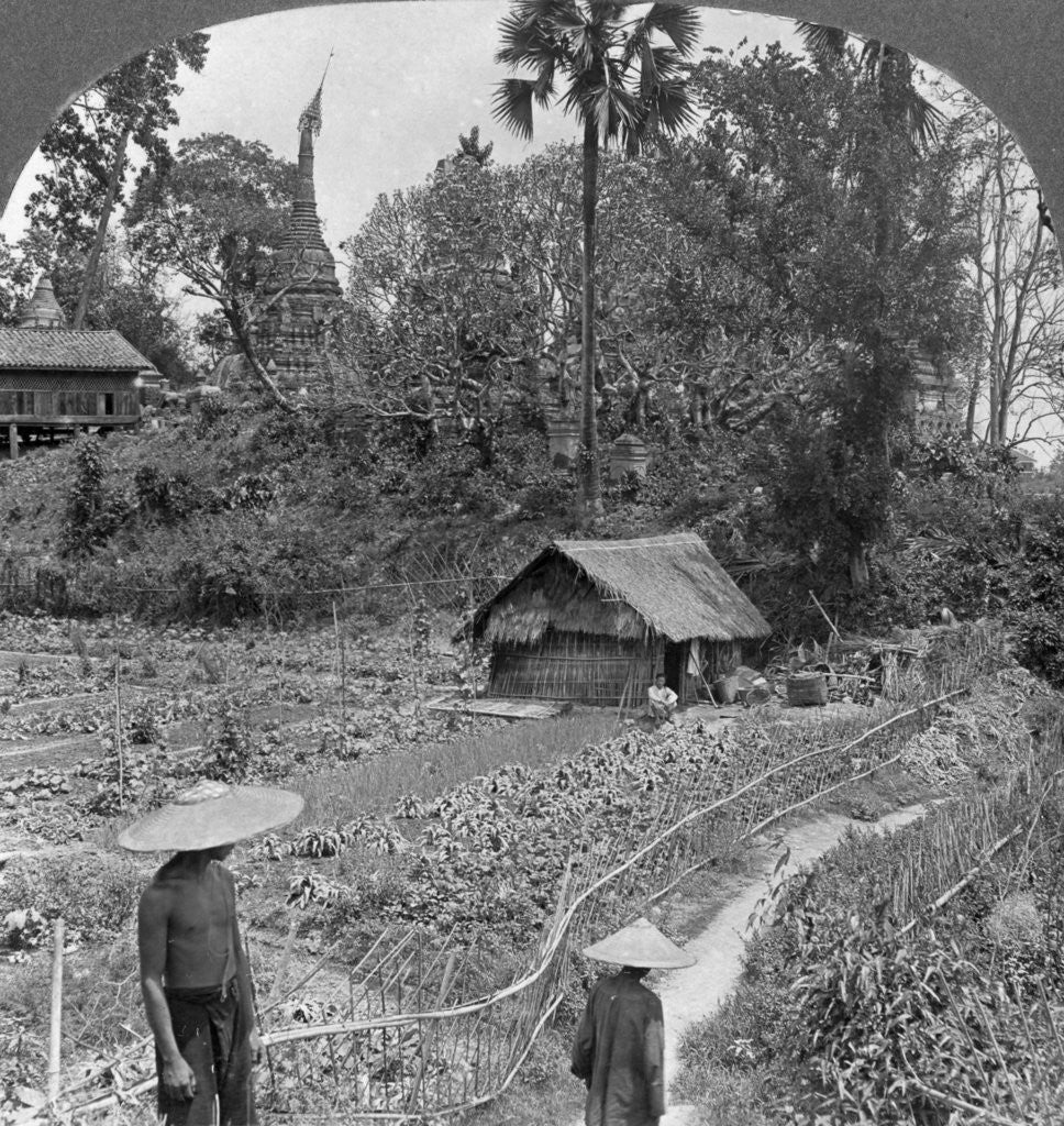 Detail of A vegetable garden amidst pagodas, Bhamo, Burma by Stereo Travel Co