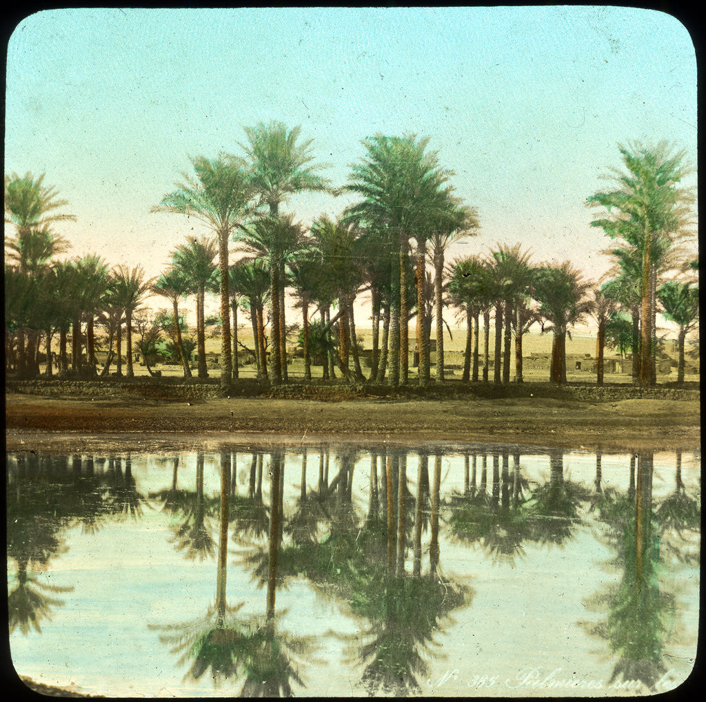 Detail of Palm trees reflected in water, India by Anonymous