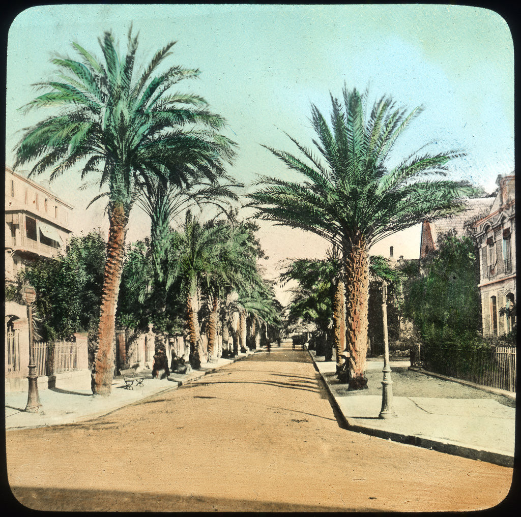 Detail of Avenue of Palms, Hyeres, France by Anonymous