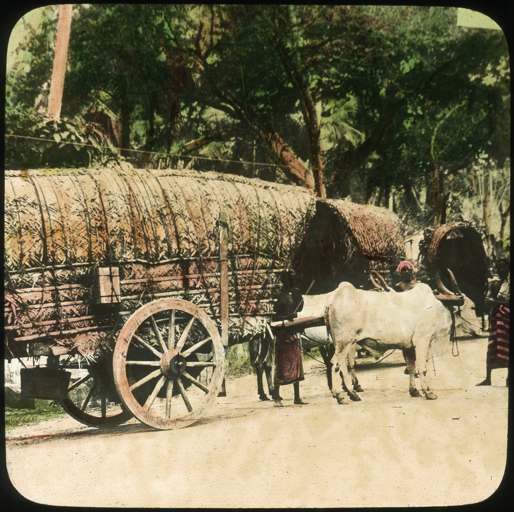 Detail of Native bullock cart, Ceylon by Anonymous