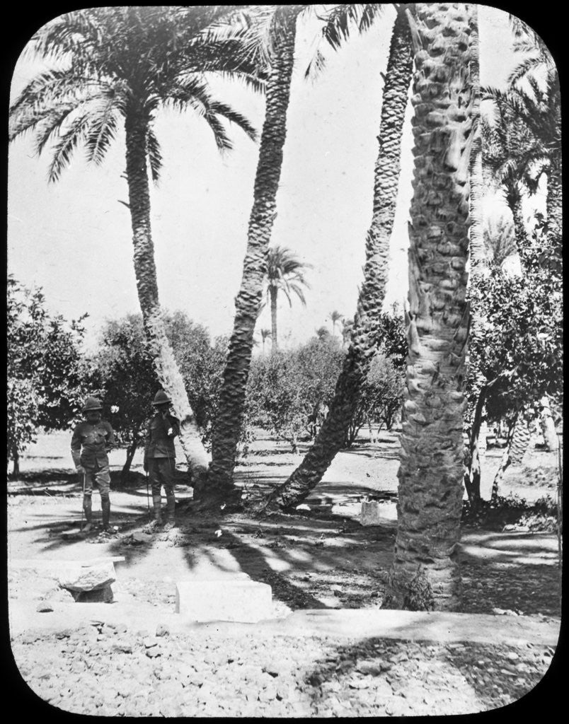 Detail of General Gordon's Garden, Khartoum, Sudan by Newton & Co