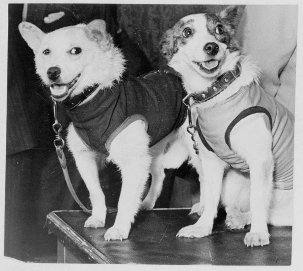 Detail of Belka and Strelka, Russian cosmonaut dogs, 1960 by Unknown