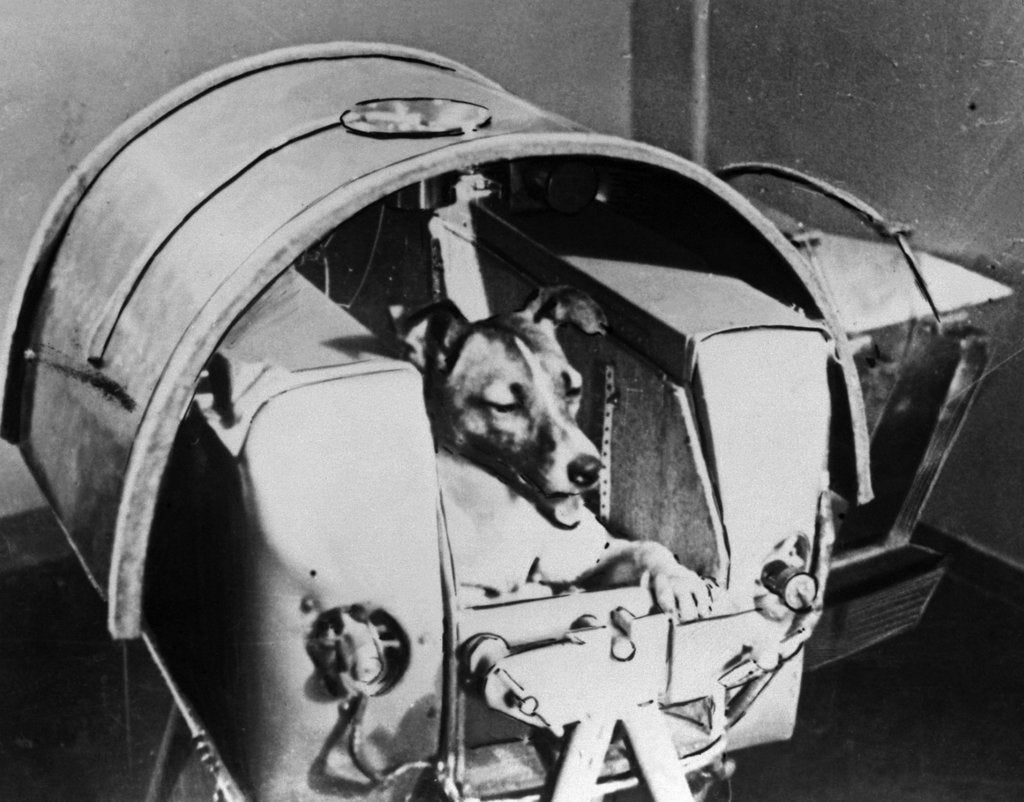 Detail of Laika, Russian cosmonaut dog, 1957 by Unknown