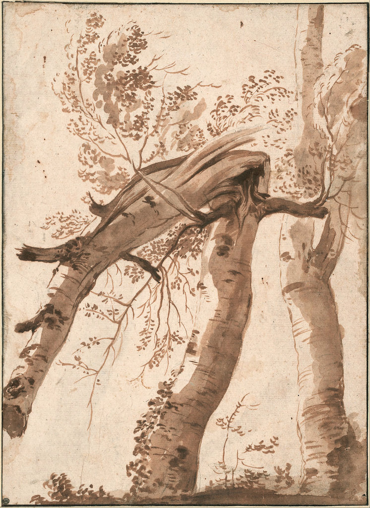 Detail of Two Silver Birches, the Front One Fallen, c. 1629 by Nicolas Poussin