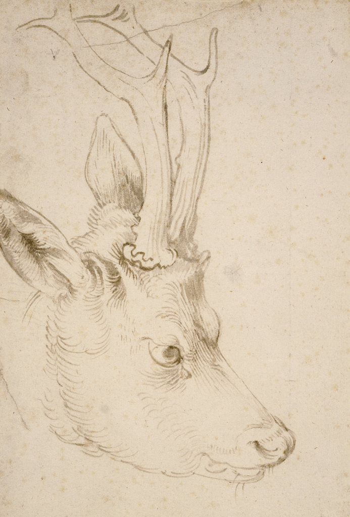 Detail of Head of a Roebuck, 1503 by Albrecht Dürer