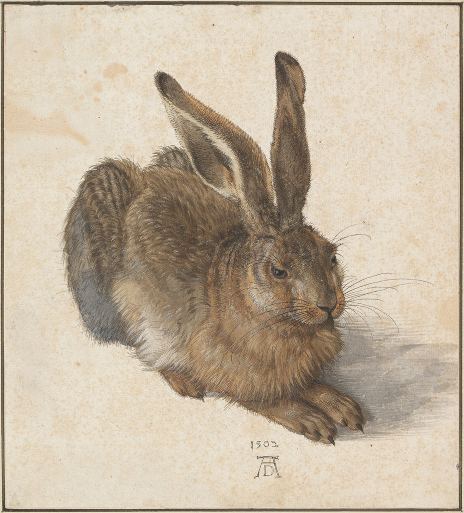 Detail of Hare, 1502 by Albrecht Dürer