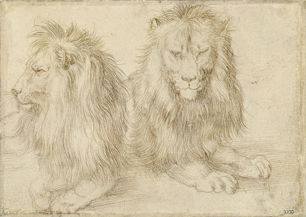 Detail of Two seated lions, 1521 by Albrecht Dürer