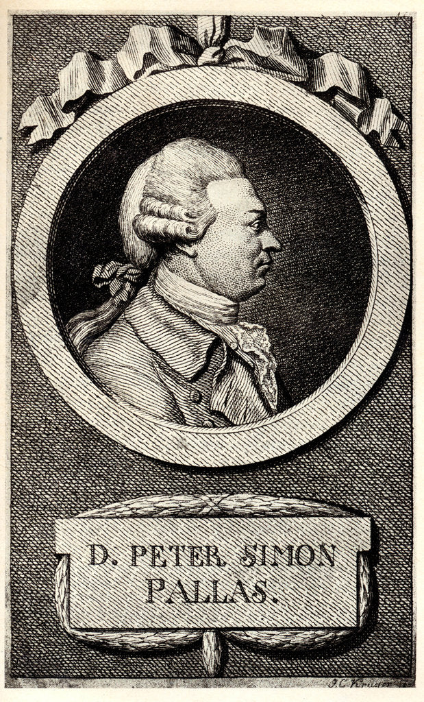 Detail of Portrait of the zoologist and botanist Peter Simon Pallas, Early 19th cen by Anonymous