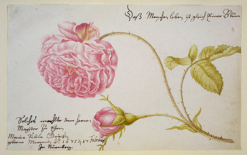 Detail of Album sheet with a rose, 1675 by Maria Sibylla Merian