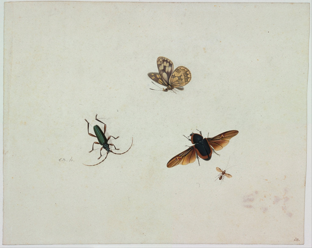 Detail of Four insects, End of 17th cen by Johannes Bronkhorst