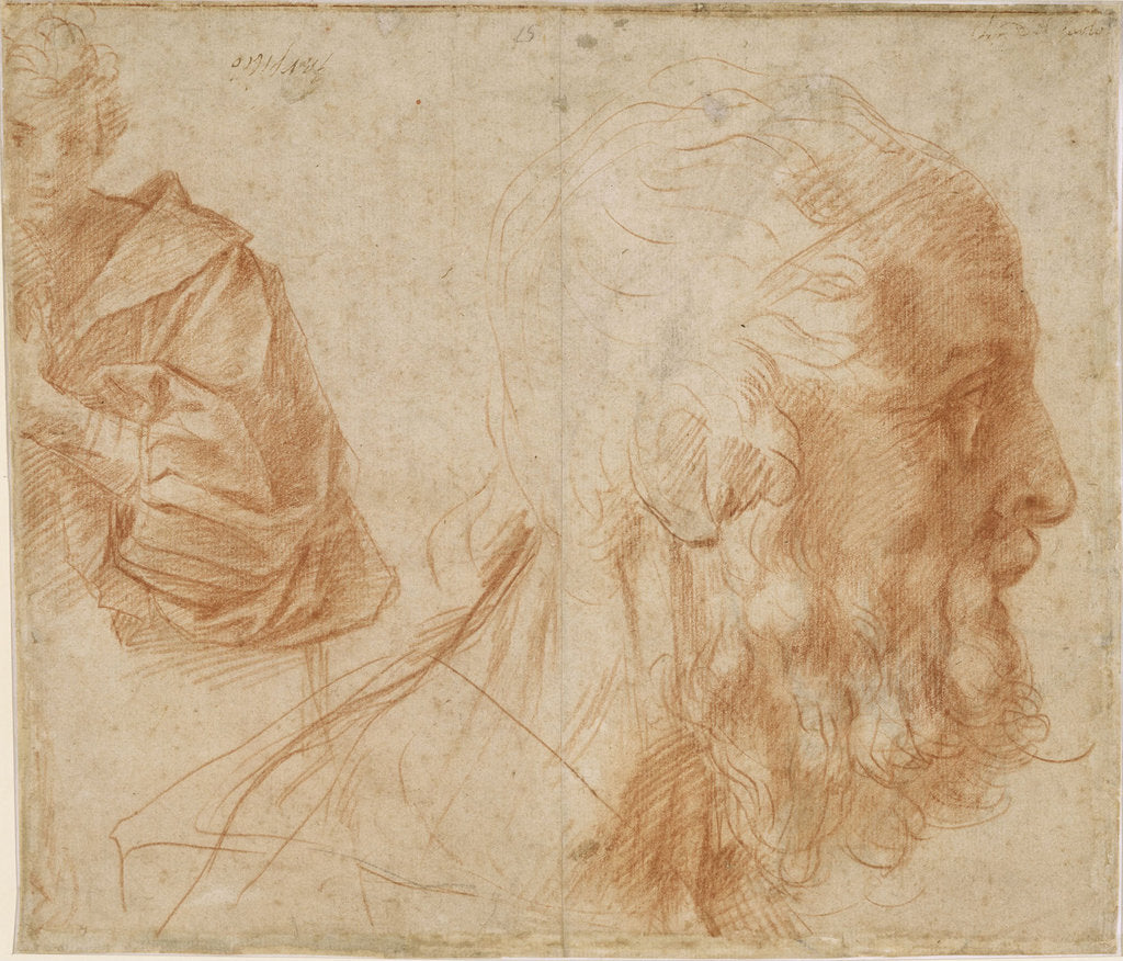 Detail of A youth and the head of an old man (Homer?). Study, ca 1521 by Andrea del Sarto