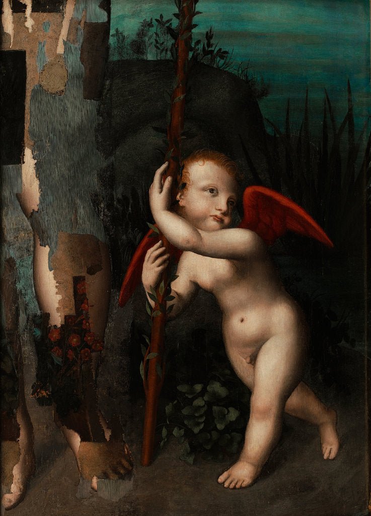 Detail of Cupid with a myrtle, before 1593 by Aurelio Luini