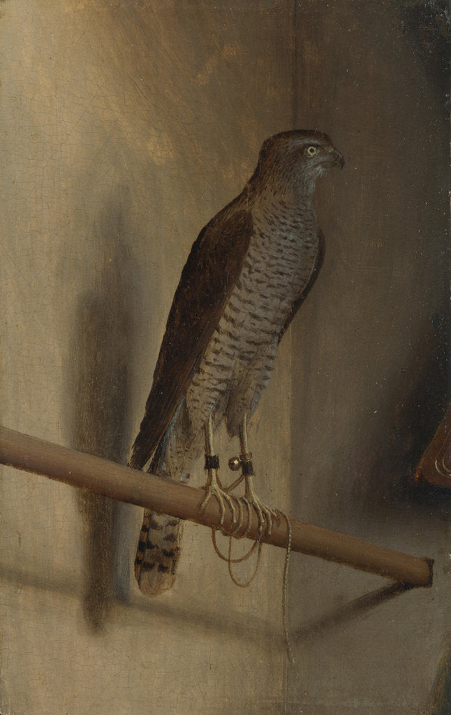 Detail of A Sparrowhawk, 1510s by Jacopo De' Barbari