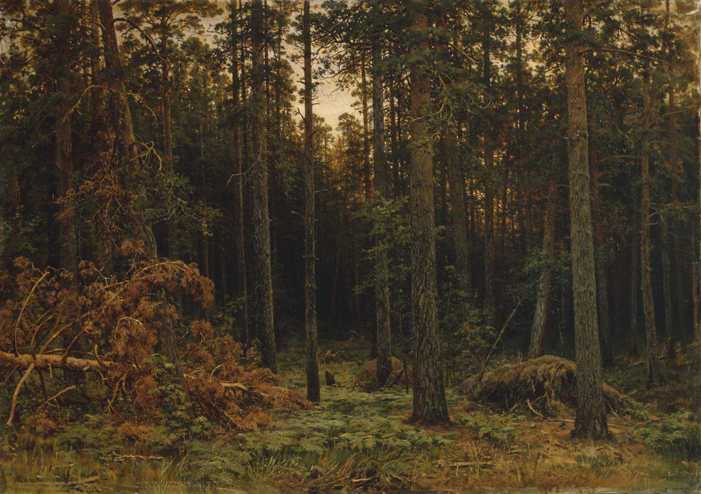 Detail of Pinewood, 1885 by Ivan Ivanovich Shishkin