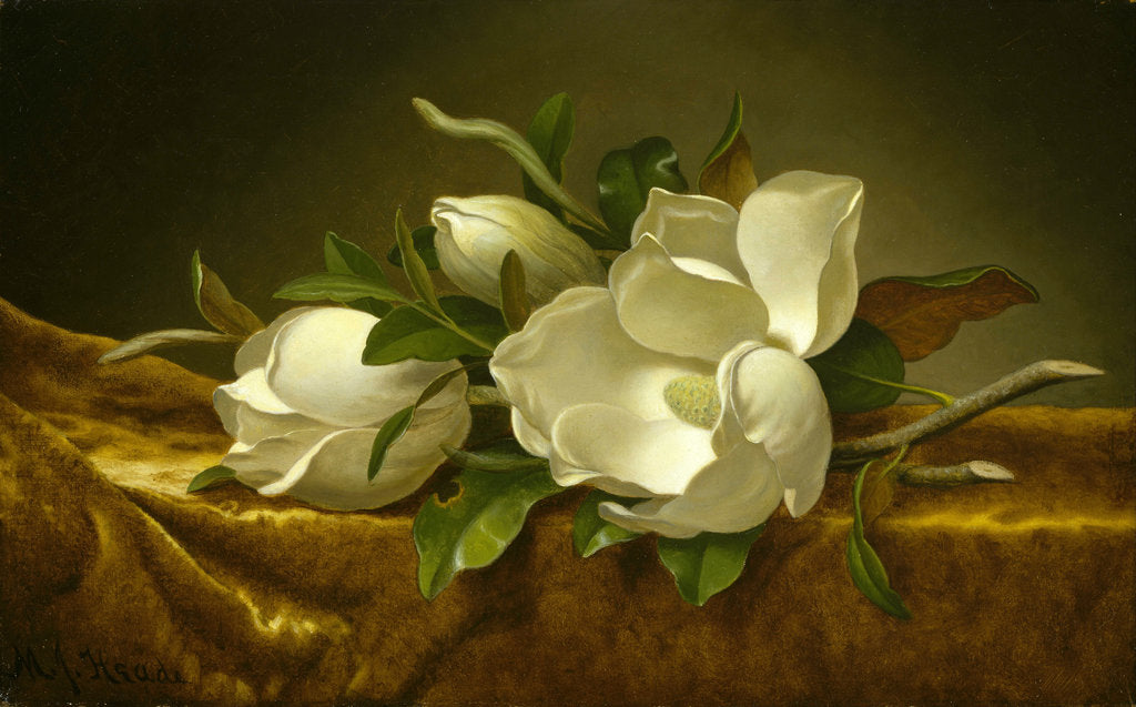 Detail of Magnolias on Gold Velvet Cloth, c. 1889 by Martin Johnson Heade