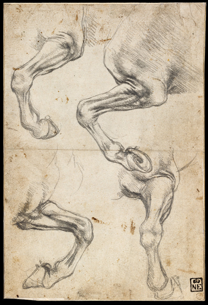 Detail of Studies of Horses Leg by Leonardo da Vinci