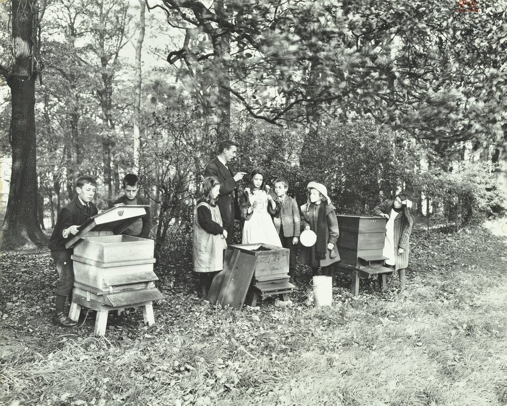 Detail of Children feeding bees for the winter, Shrewsbury House Open Air School, London, 1909 by Unknown
