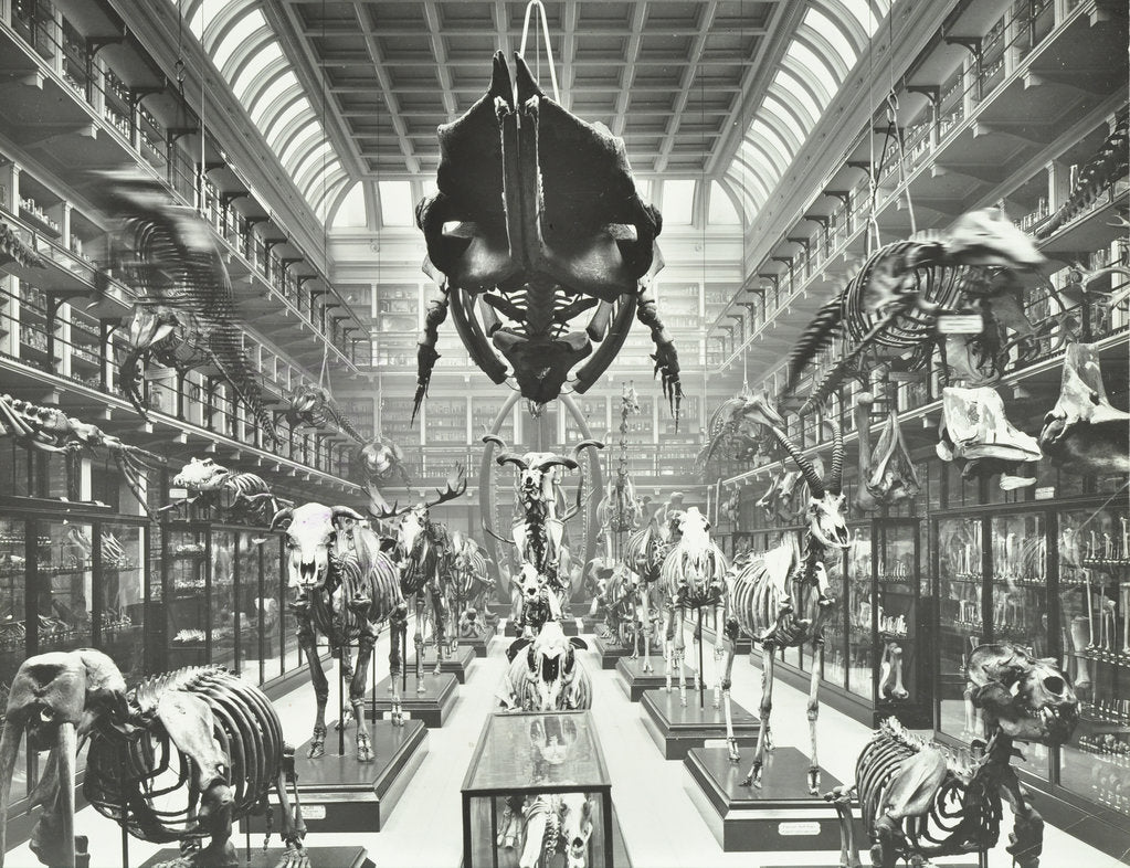 Detail of Animal skeletons at the Royal College of Surgeons, Westminster, London, 1911 by Unknown