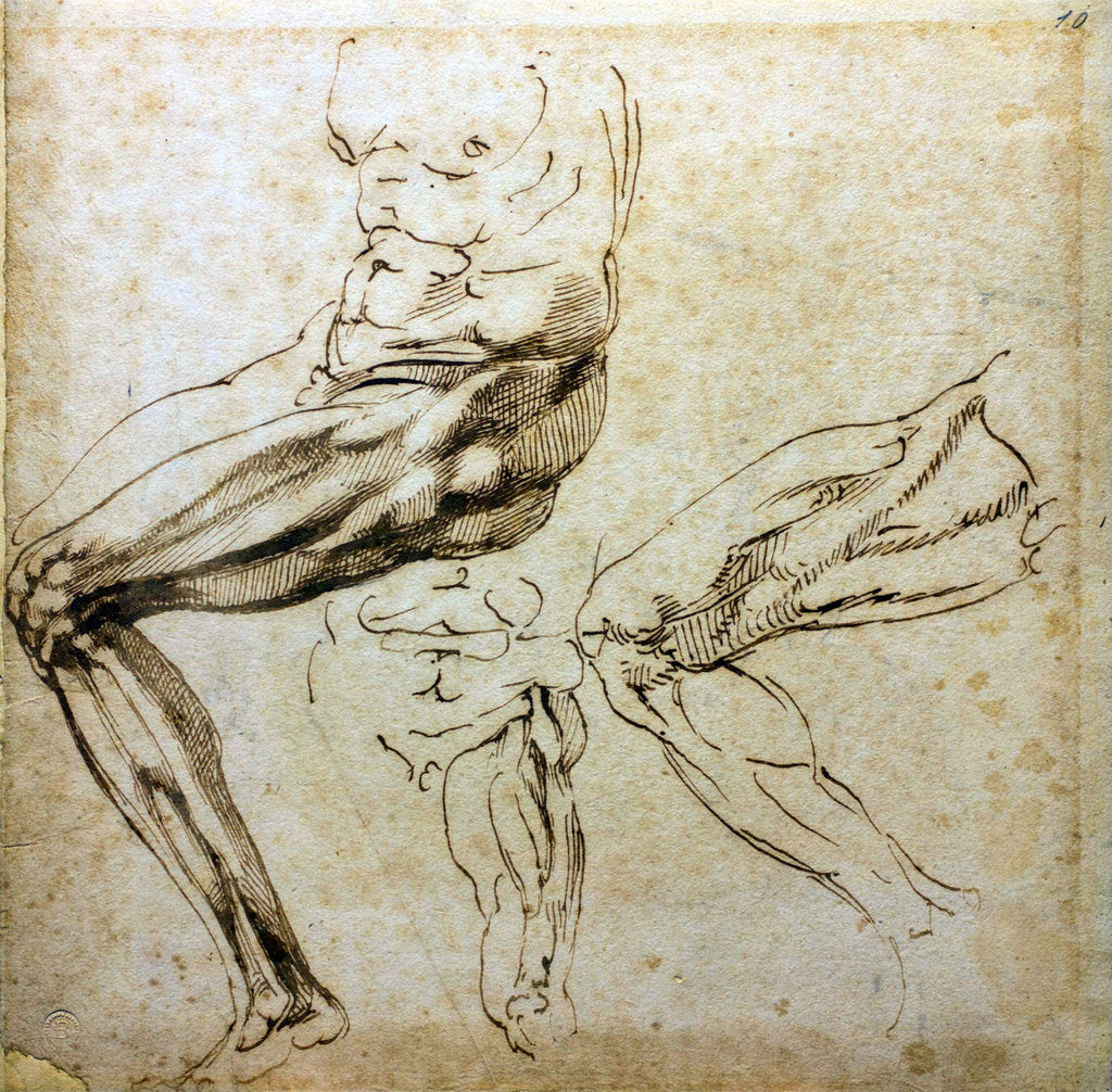 Detail of Studies of legs, 1524-1525 by Michelangelo Buonarroti