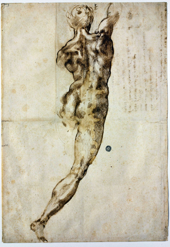 Detail of Nude from behind, c. 1504 by Michelangelo Buonarroti