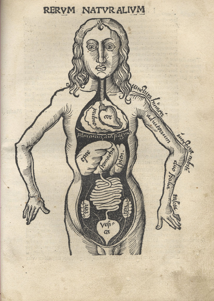 Detail of Margarita Philosophica. Anatomy, 1504 by Gregor Reisch