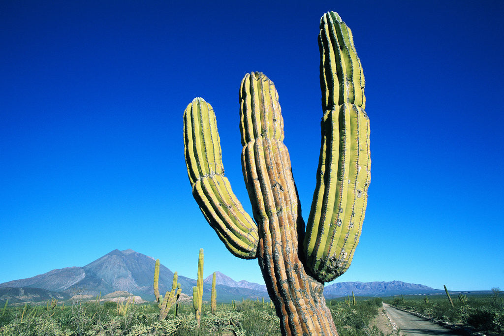 Detail of Cardon Cactus near Mountains by Anonymous