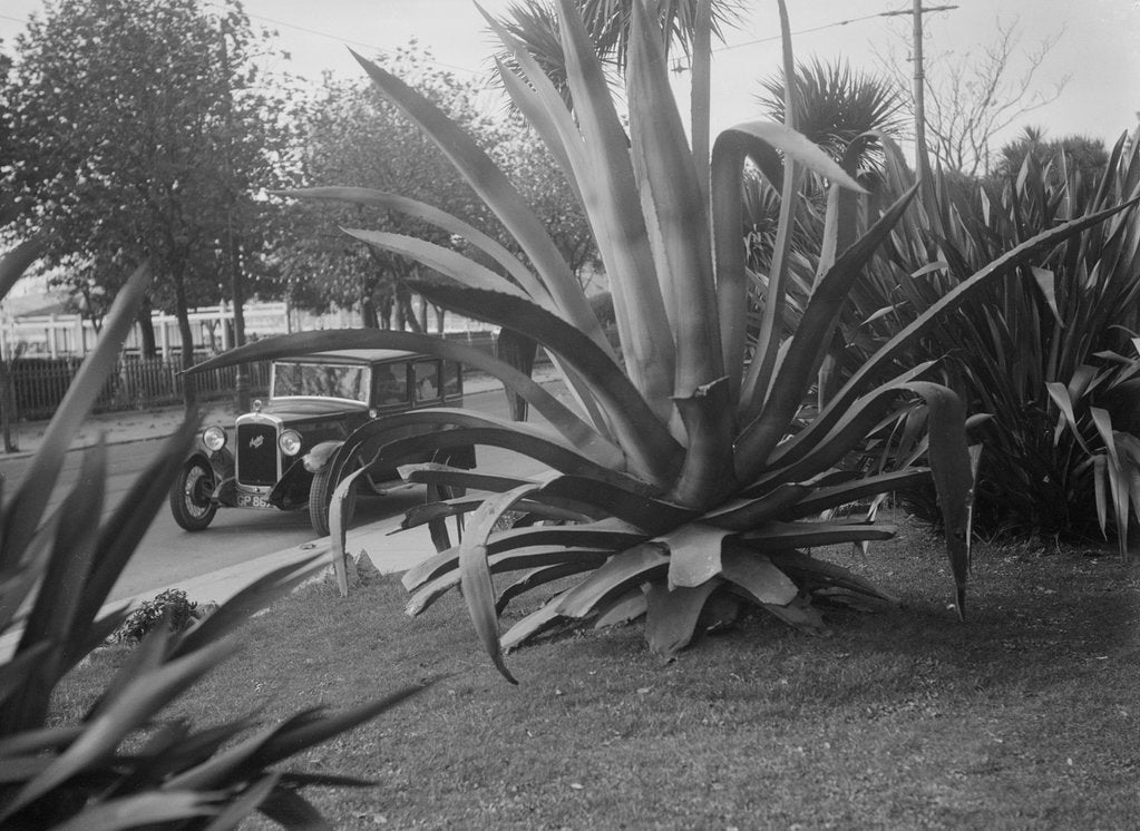 Detail of 1931 Austin 16/6 on a road test, Torquay, Devon by Bill Brunell
