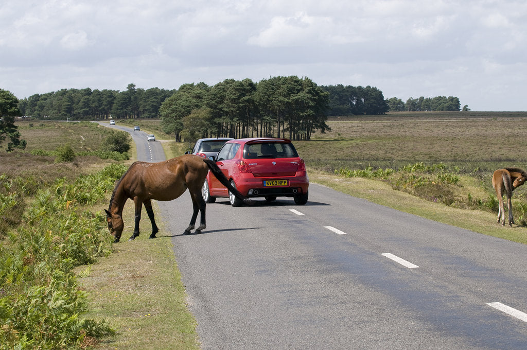Detail of Traffic avoiding Ponies on road in the New Forest by Anonymous