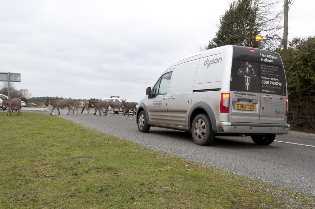 Detail of Group of donkeys crossing road and holding up traffic in New Forest 2011 by Unknown