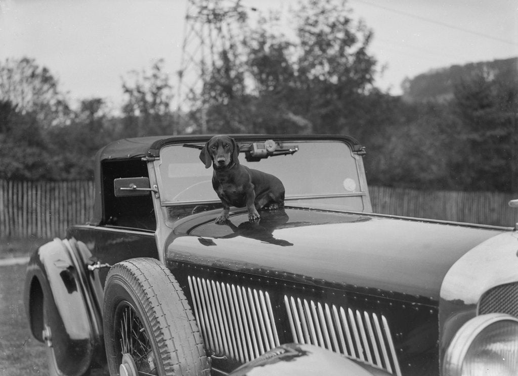 Detail of Dachshund sitting on the bonnet of Charles Mortimer's Bentley, c1930s by Bill Brunell