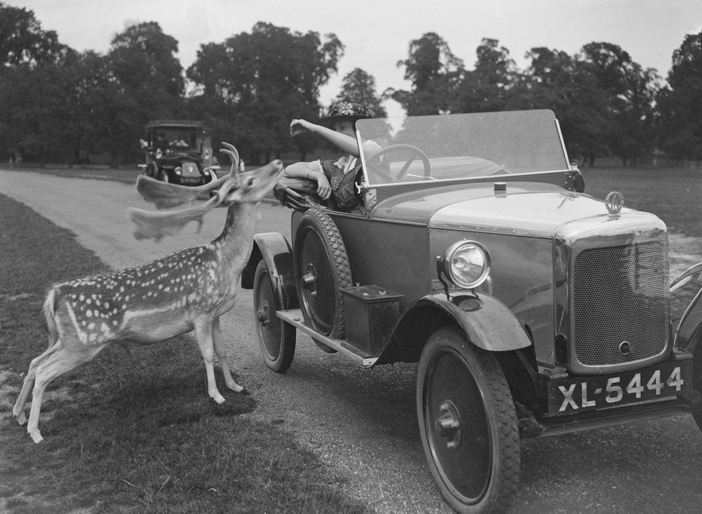Detail of Woman in a BSA car feeding a deer in Richmond Park, Surrey, c1920s by Bill Brunell